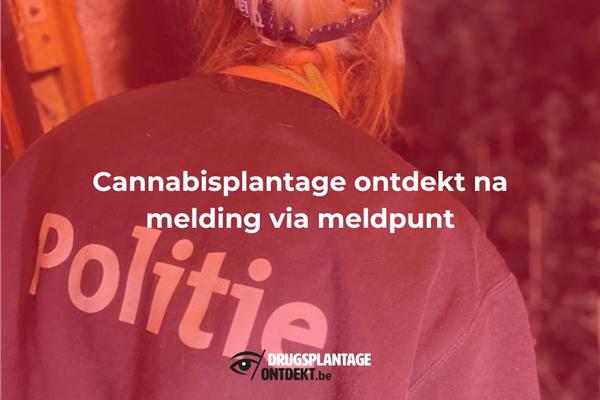 Heist-op-den-Berg - Cannabisplantage ontdekt na melding via meldpunt